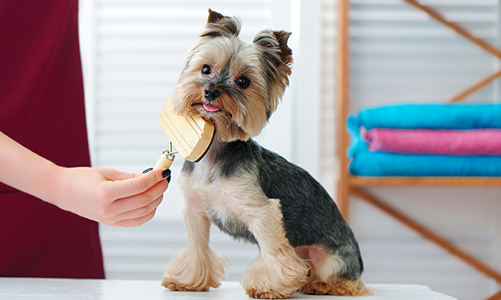 공지사항이미지3