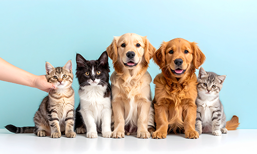 공지사항이미지2